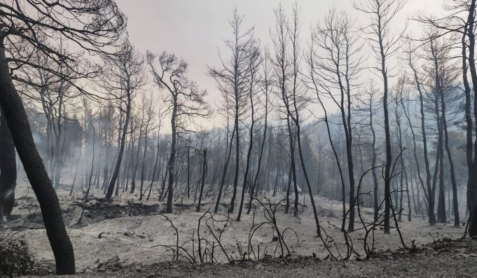 “Είναι η δράση της πολιτικής Μαφίας ηλίθιε” που καίει και ξεπλένει μαφιόζικα δισ.σε καμμένα δάση και στο “οπιο των φτωχών”! Ο υπουργός,η βίλα και η αγαπημένη του…